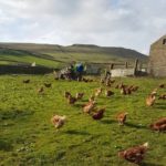 Farm Chickens Derbyshire Peak District Eggs - Pink Aubergine Branded Bakes